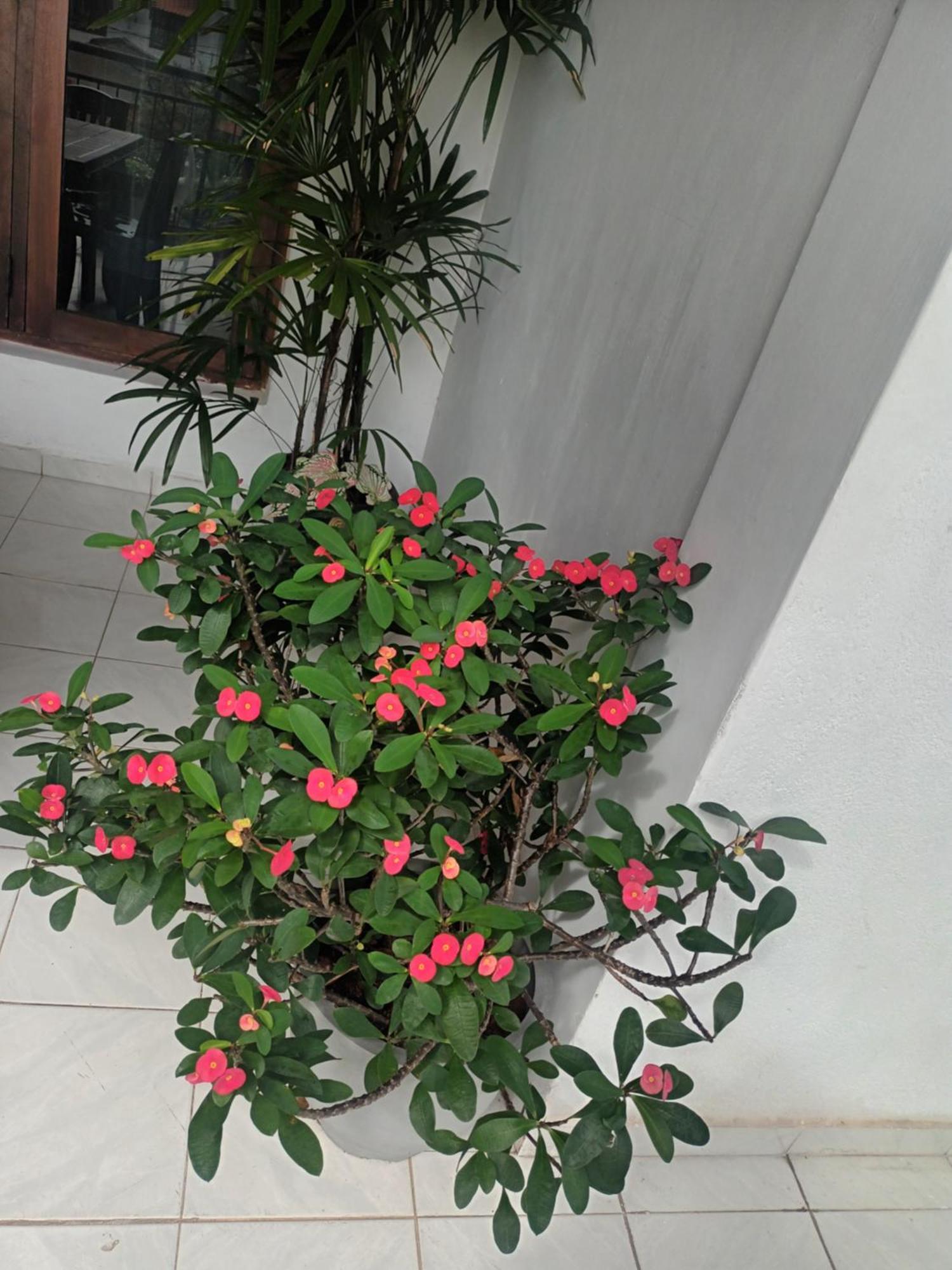 Lovely Flowers In Mount Lavinia マウントラビニア エクステリア 写真