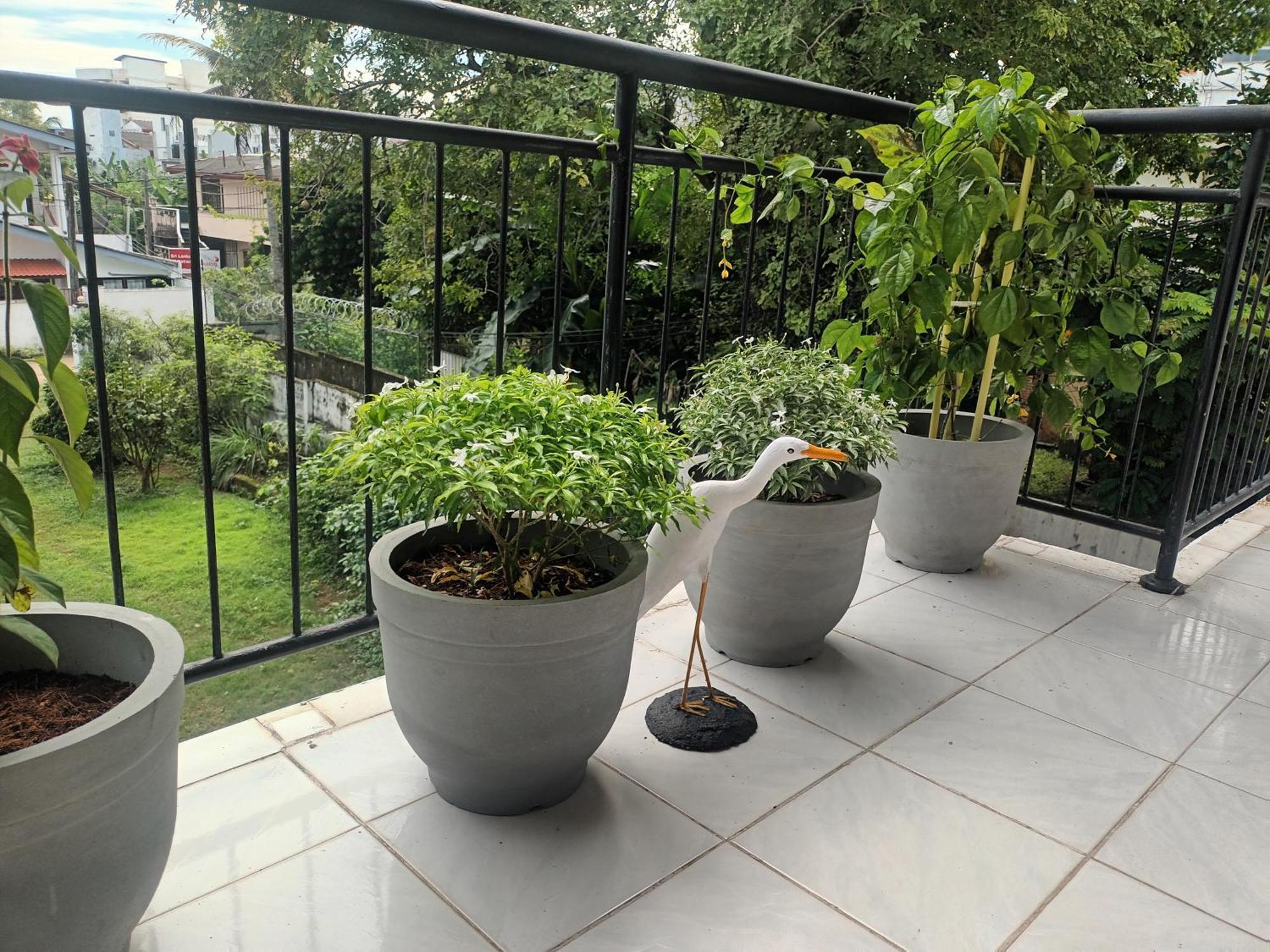 Lovely Flowers In Mount Lavinia マウントラビニア エクステリア 写真
