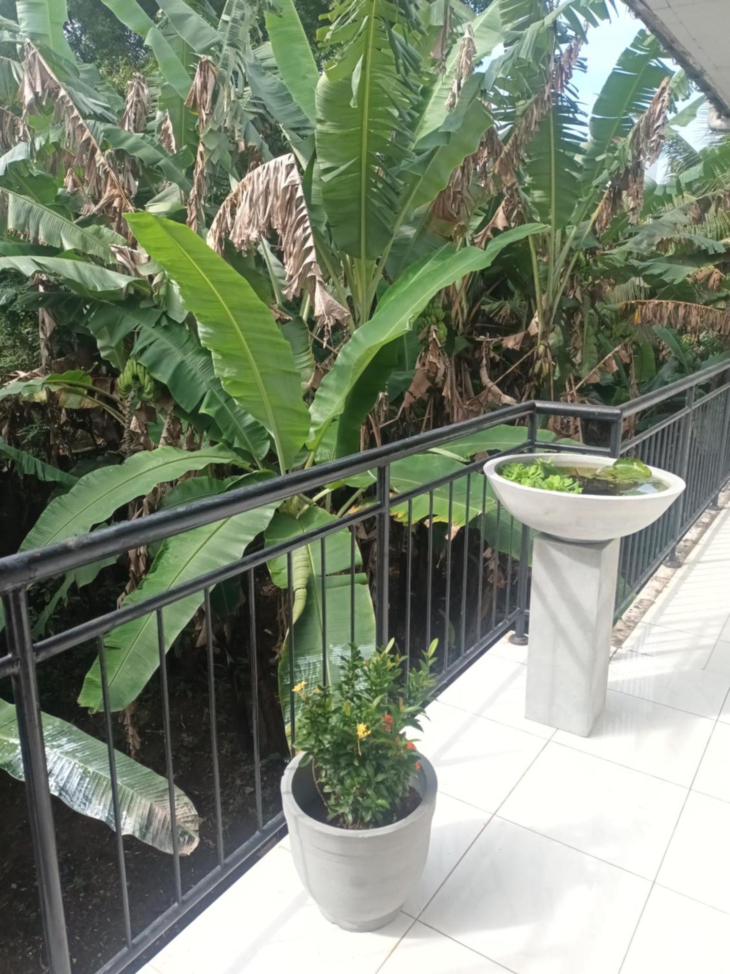 Lovely Flowers In Mount Lavinia マウントラビニア エクステリア 写真
