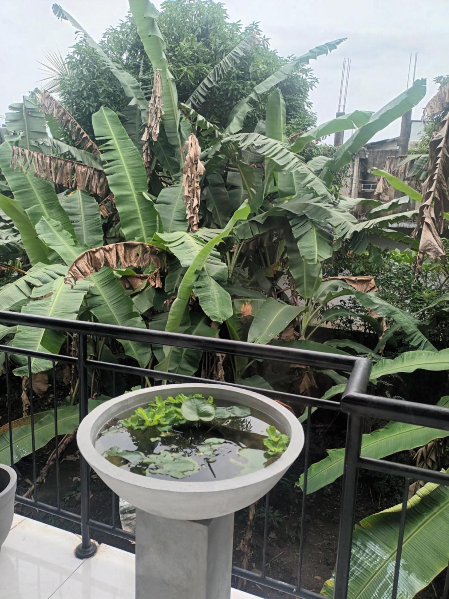 Lovely Flowers In Mount Lavinia マウントラビニア エクステリア 写真